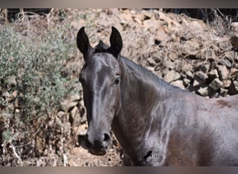 Menorquin, Mare, 1 year, 16 hh, Black