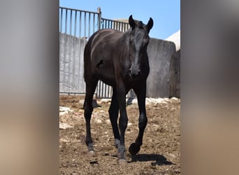 Menorquin, Mare, 1 year, 16 hh, Black