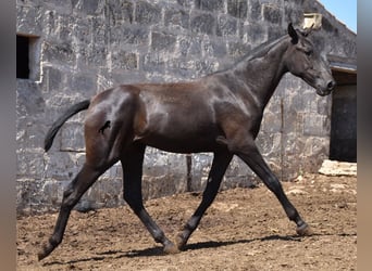 Menorquin, Mare, 1 year, 16 hh, Black