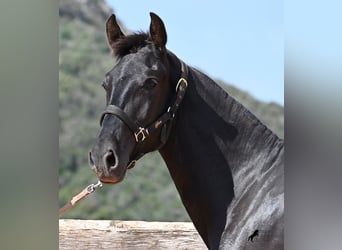 Menorquin, Mare, 2 years, 15.1 hh, Black