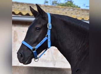 Menorquin, Mare, 2 years, 15,1 hh, Black