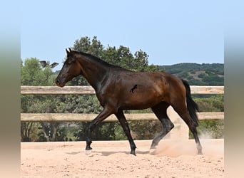 Menorquin, Mare, 2 years, 15.1 hh, Black