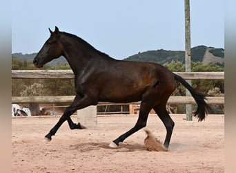 Menorquin, Mare, 2 years, 15.1 hh, Black