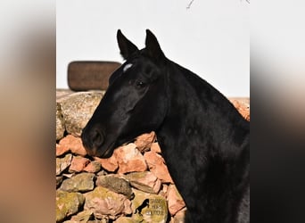 Menorquin, Mare, 2 years, 15.2 hh, Black