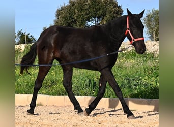 Menorquin, Mare, 2 years, 15.2 hh, Black