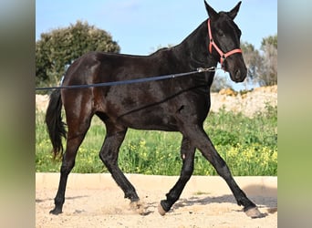 Menorquin, Mare, 2 years, 15.2 hh, Black
