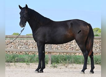 Menorquin, Mare, 2 years, 15.2 hh, Black Menorquin, Mare, 2 years, 15.2 hh, Black