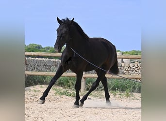 Menorquin, Mare, 2 years, 15.2 hh, Black Menorquin, Mare, 2 years, 15.2 hh, Black