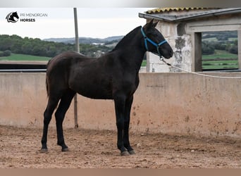Menorquin, Mare, 2 years, 15.2 hh, Black