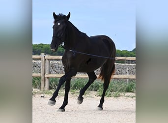 Menorquin, Mare, 2 years, 15.3 hh, Black Menorquin, Mare, 2 years, 15.3 hh, Black