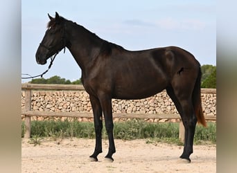 Menorquin, Mare, 2 years, 15.3 hh, Black Menorquin, Mare, 2 years, 15.3 hh, Black