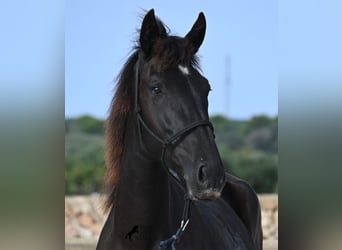 Menorquin, Mare, 2 years, 15.3 hh, Black Menorquin, Mare, 2 years, 15.3 hh, Black