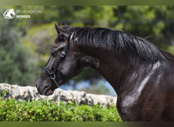 Menorquin, Mare, 2 years, 15 hh, Black