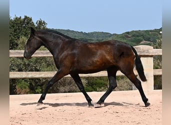 Menorquin, Mare, 2 years, 15 hh, Black