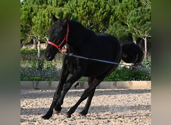 Menorquin, Mare, 2 years, 15,2 hh, Black