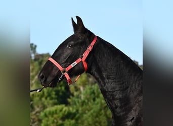 Menorquin, Mare, 2 years, 15,2 hh, Black
