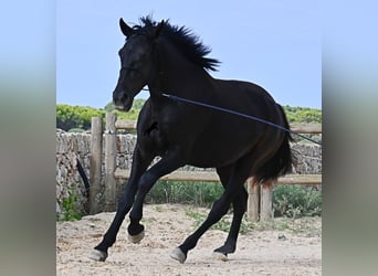 Menorquin, Mare, 2 years, 15,2 hh, Black