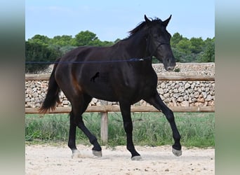 Menorquin, Mare, 2 years, 15,2 hh, Black