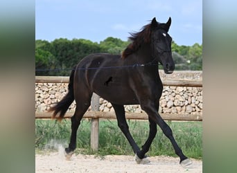 Menorquin, Mare, 2 years, 15,3 hh, Black