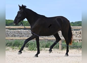 Menorquin, Mare, 2 years, 15,3 hh, Black