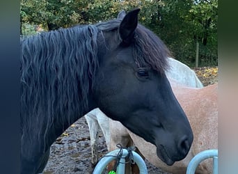 Menorquin, Mare, 2 years, 16.1 hh, Black