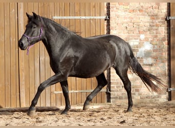 Menorquin, Mare, 2 years, 16.1 hh, Black