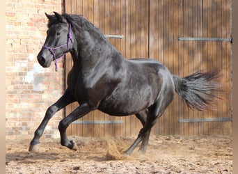 Menorquin, Mare, 2 years, 16.1 hh, Black