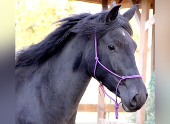 Menorquin, Mare, 2 years, 16.1 hh, Black