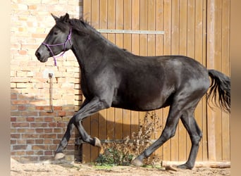 Menorquin, Mare, 2 years, 16.1 hh, Black