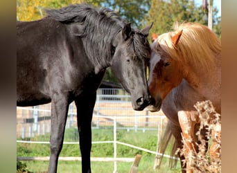 Menorquin, Mare, 2 years, 16.1 hh, Black