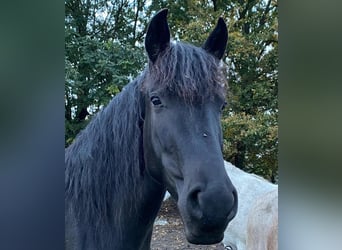 Menorquin, Mare, 2 years, 16.1 hh, Black
