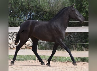 Menorquin, Mare, 2 years, 16 hh, Black