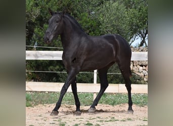 Menorquin, Mare, 2 years, 16 hh, Black