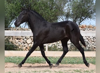 Menorquin, Mare, 2 years, 16 hh, Black