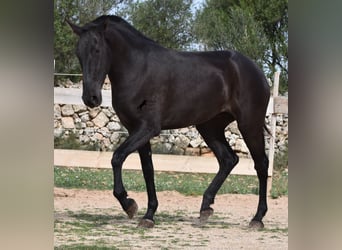 Menorquin, Mare, 2 years, 16 hh, Black