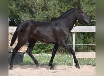 Menorquin, Mare, 2 years, 16 hh, Black
