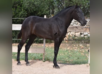 Menorquin, Mare, 2 years, 16 hh, Black