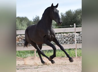 Menorquin, Mare, 2 years, 16 hh, Black