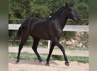 Menorquin, Mare, 2 years, 16 hh, Black