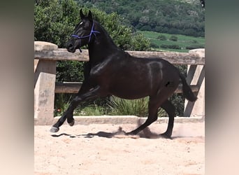 Menorquin, Mare, 3 years, 14.3 hh, Black