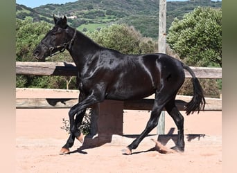 Menorquin, Mare, 3 years, 15.1 hh, Black