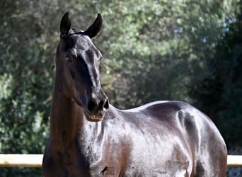 Menorquin, Mare, 3 years, 15.2 hh, Black