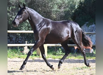 Menorquin, Mare, 3 years, 15.2 hh, Black