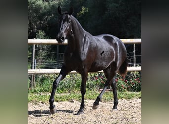 Menorquin, Mare, 3 years, 15.2 hh, Black