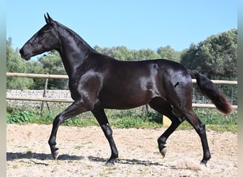 Menorquin, Mare, 3 years, 15.2 hh, Black