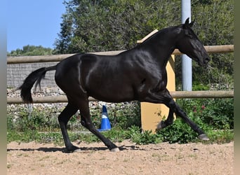 Menorquin, Mare, 3 years, 15.2 hh, Black