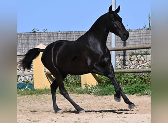 Menorquin, Mare, 3 years, 15.2 hh, Black