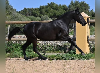 Menorquin, Mare, 3 years, 15.2 hh, Black