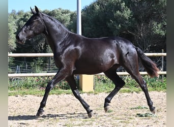 Menorquin, Mare, 3 years, 15.2 hh, Black