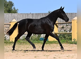 Menorquin, Mare, 3 years, 15.2 hh, Black